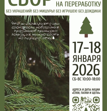 Сбор елей, пихт и сосен на переработку